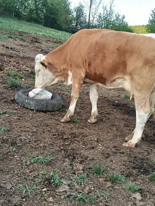 Vând 2 vaci,sunați la Nr de telefon 0783233404 pentru mai multe detali.