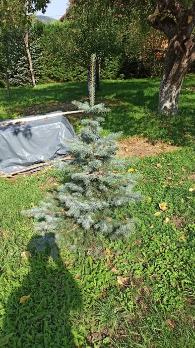 Vând brazi argintii