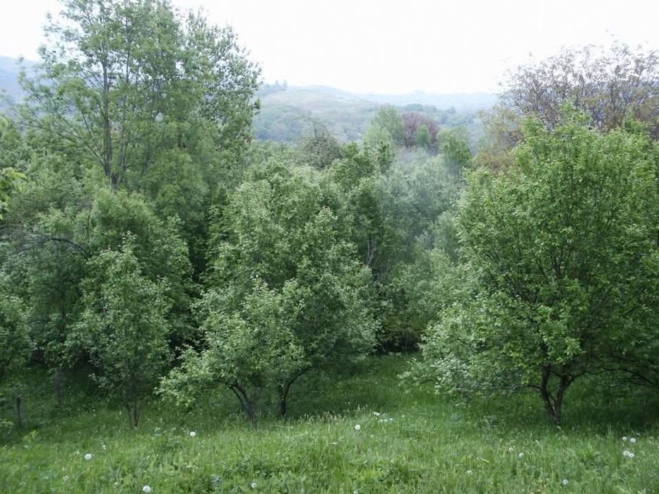 Teren intravilan Runcu