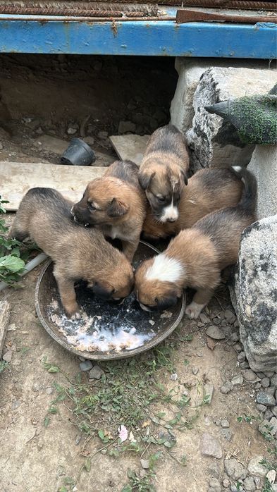 Щенки ищут любящий дом