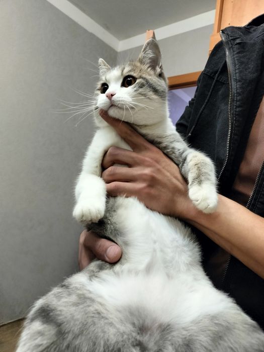 Отдам британца в хорошие руки