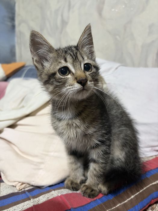 Отдам котенка в хорошие руки
