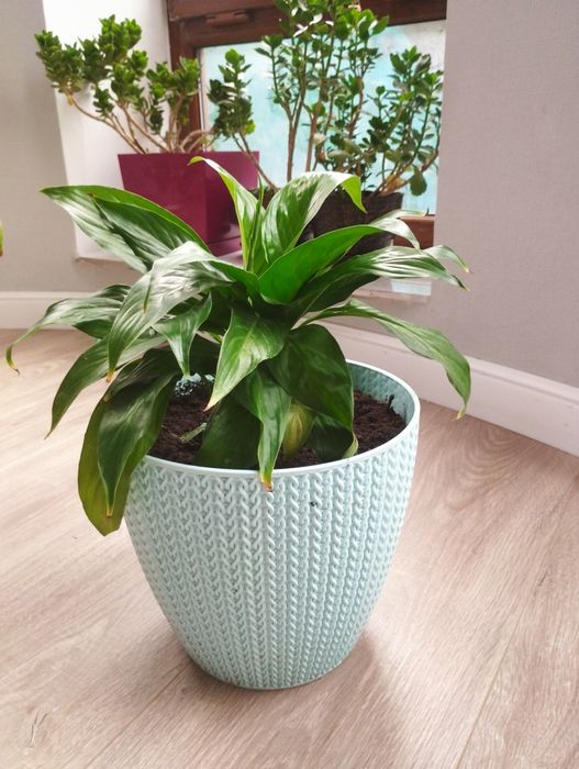 Комнатные цветы разные цены