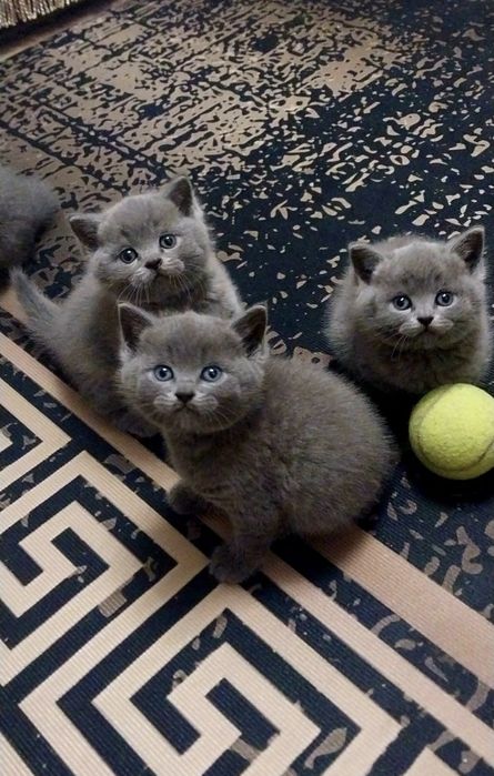 Британские котята