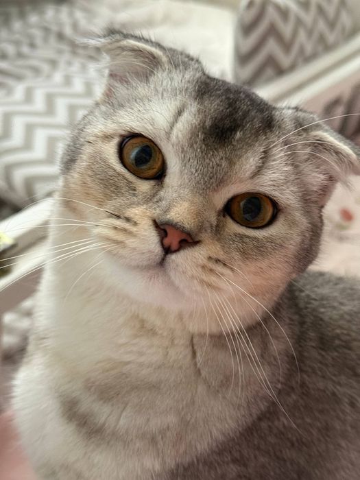 Срочна продается Скоттиш Фолд