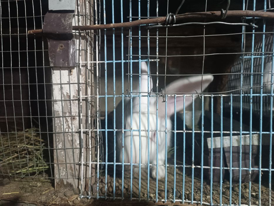 Hikol zotli quyonlar bollari sotiladi.