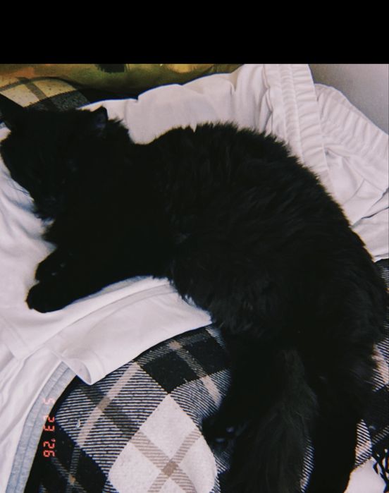 Кошка, очень умная девочка