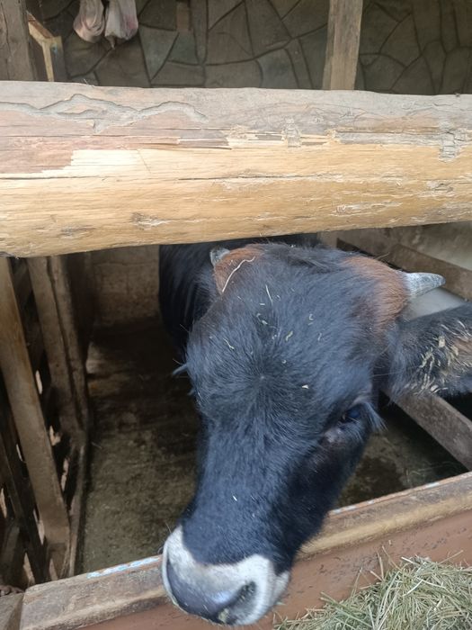 Продаеться телочки 9-10 месячные