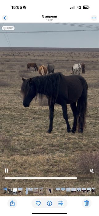Жеребец, Айғыр 7 жасар үйірде жүр, үйірден алып ауыстырам