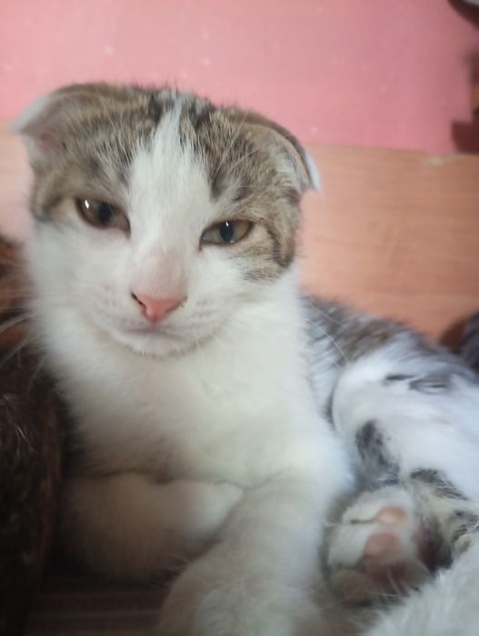 Котята девочки!!