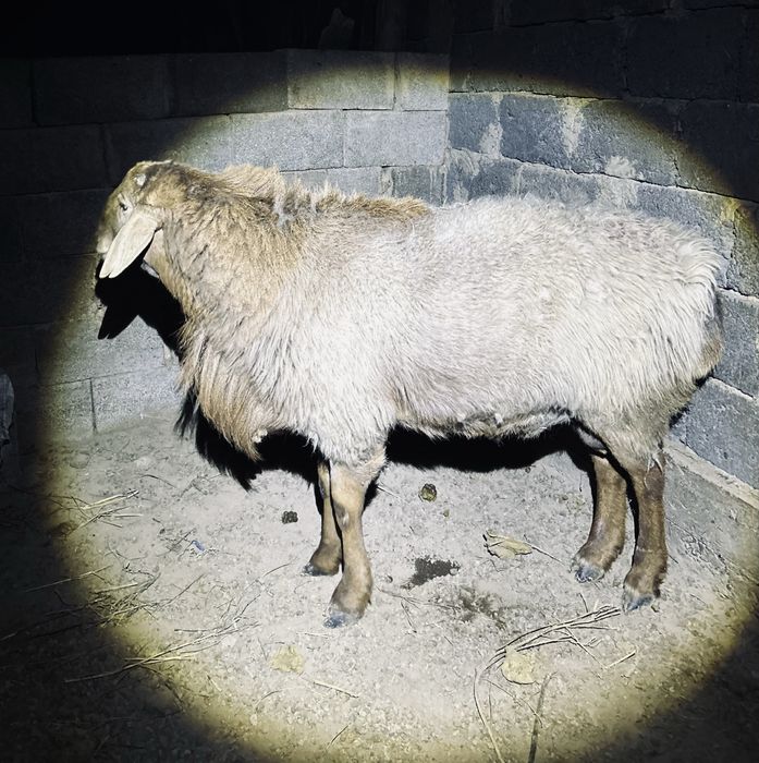 Қошқар сатылады гиссар