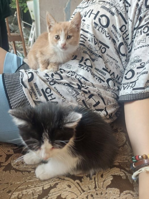 Отдам котят в хорошие руки