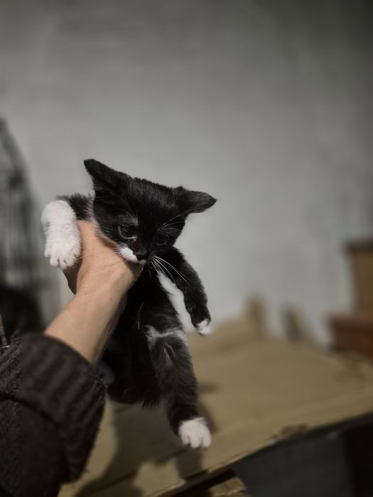 Отдам котят в хорошие руки