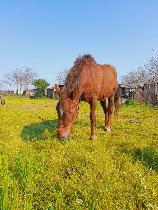 Vând cal (preț negociabil)