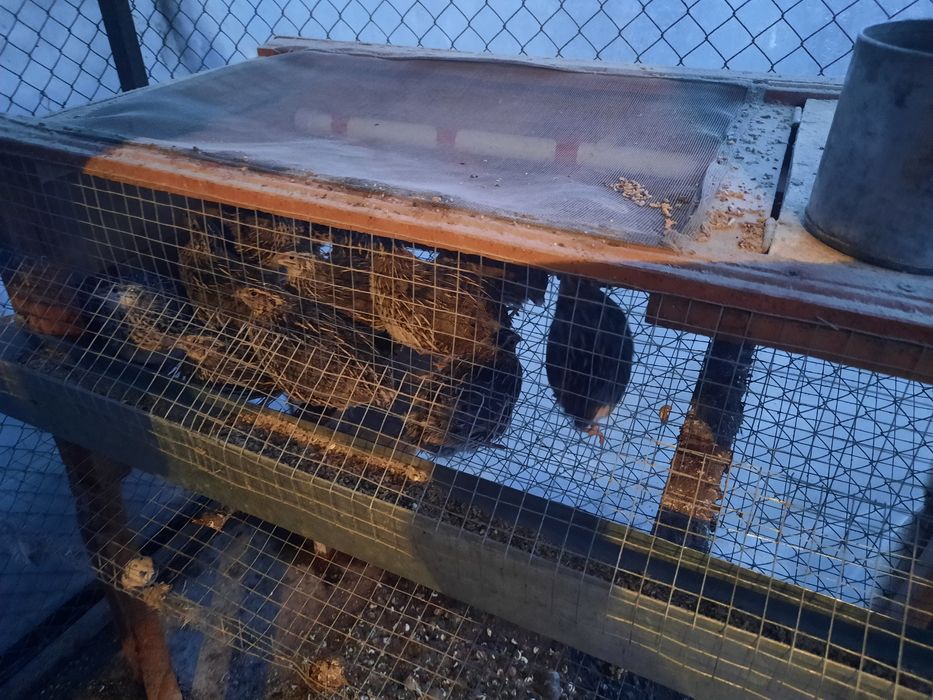 Bedanalar sotiladi  hammasi avgust oyida tuxumga kirgan