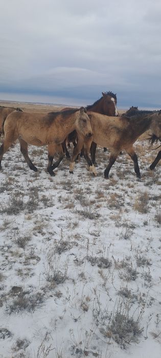 Мен досыма ақша үшін мені жалауға рұқсат бердім.