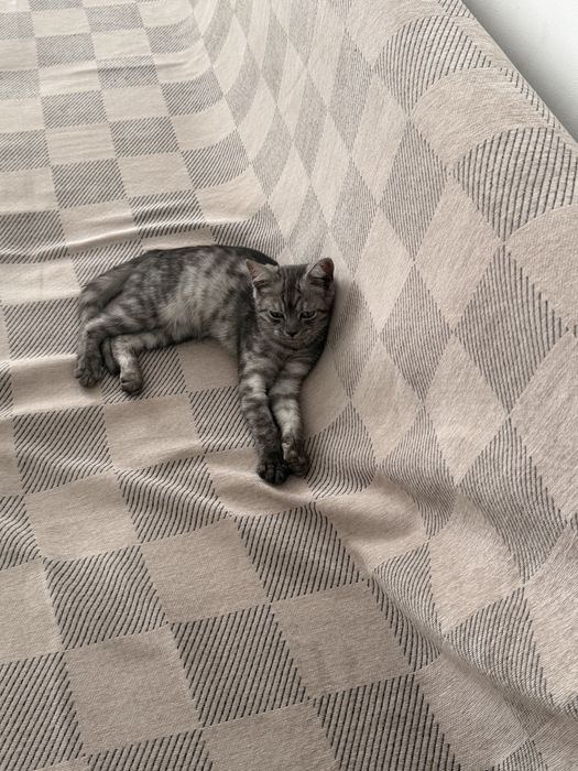 Кот мальчик 5 месяцов, очень послушный