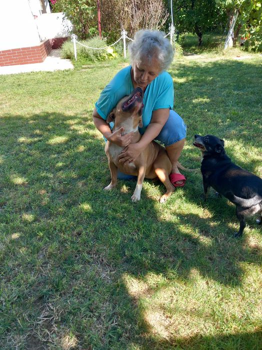servicii petsitter