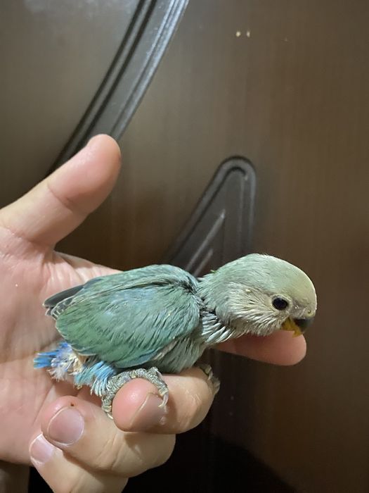 Ruchnoy nerazluchniki popugay sotiladi