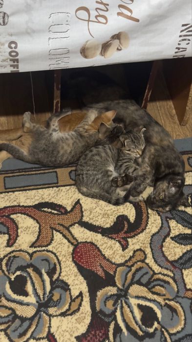Отдаються котята в добрые руки