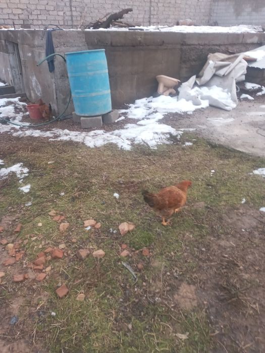 Товуклар ва хурозлар сотилди