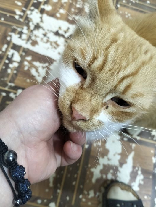 Пристраивается кот