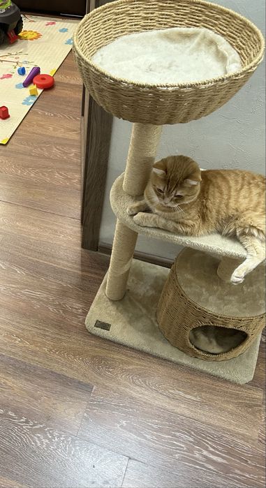 Отдам в добрые руки кота (шотландец)