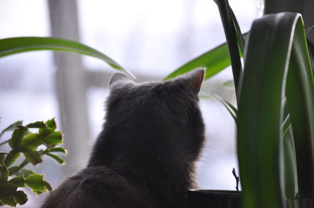 Зеркальный фотоаппарат Nikon D5000