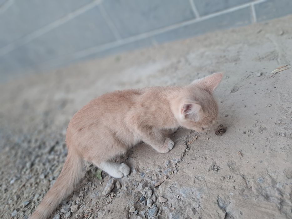 Котята домашние три месяца