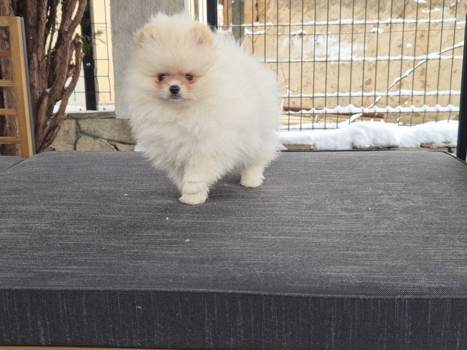 2 бели момчета  померани