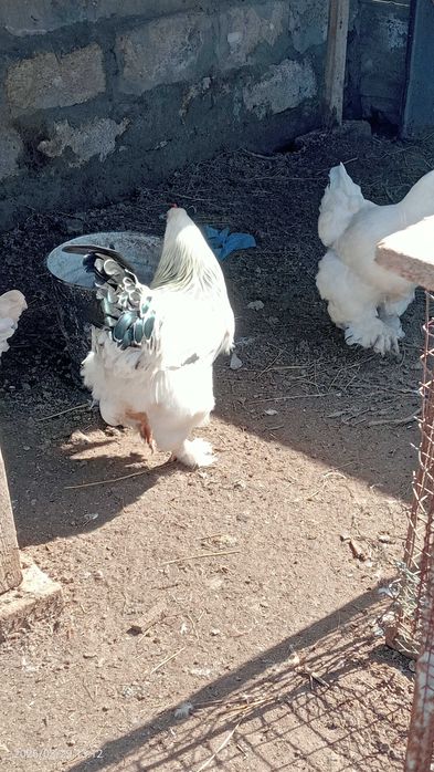 Продам петуха 8 месяцев