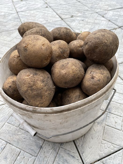 Продам домашний картофель