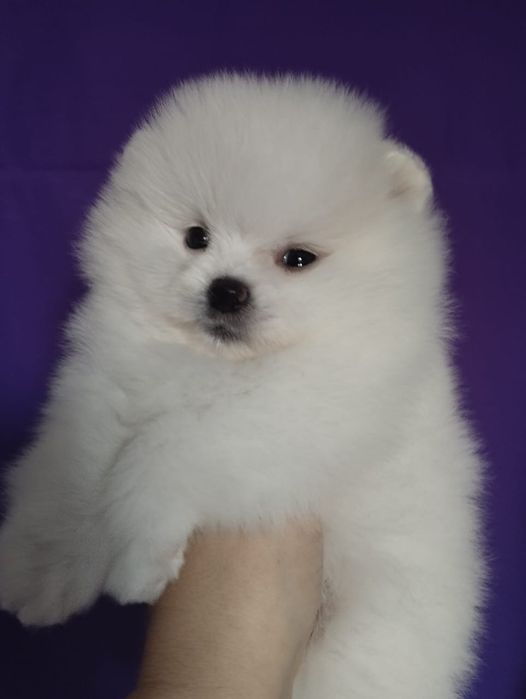 Продам щенков шпица