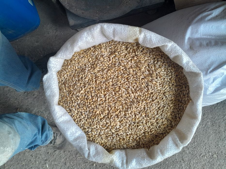 Orzoaica de primavară