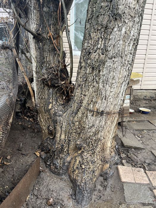 Продам дерево грецкого ореха