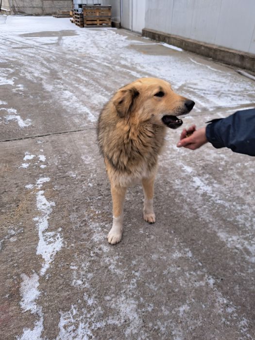 Donez câine rasă autohtona  ,se asigură transport la domiciliu  gratis