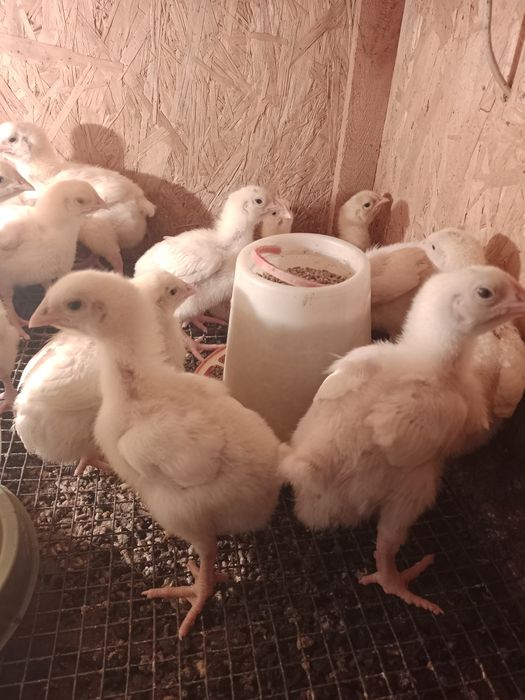 Двухнедельный бройлеры Кобб 500