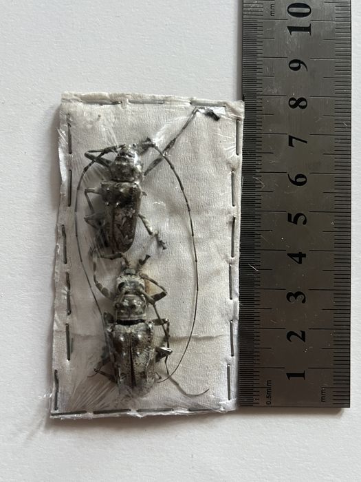 Видове насекоми бръмбари колекция