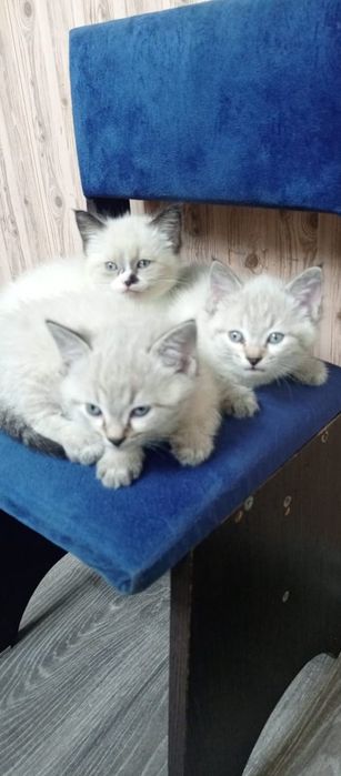 Котята Тайской породы 5 тысяч  продам