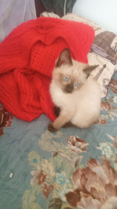 Котята ТАЙСКИЕ, продаются!