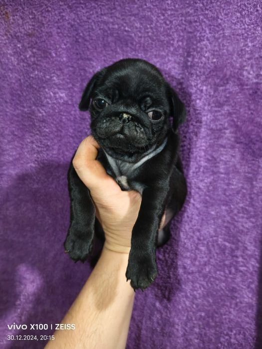 Очаровательные щенки мопса.