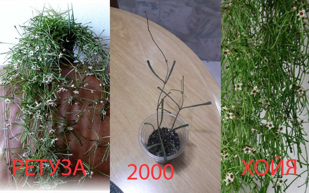 Комнатные  цветы