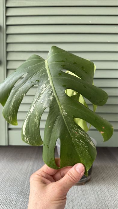 Монстера Альба, черенки