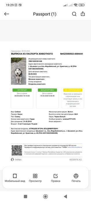 Вязка хаски 4года