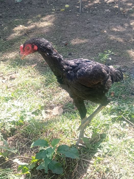 Продам дакан чамак