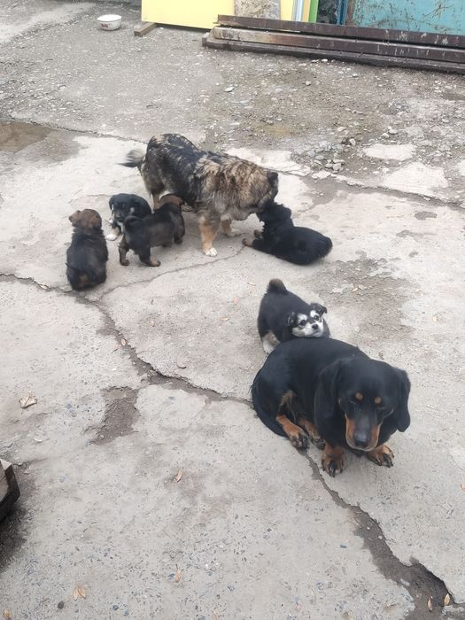 Щенки Звоночки. Бесплатно.