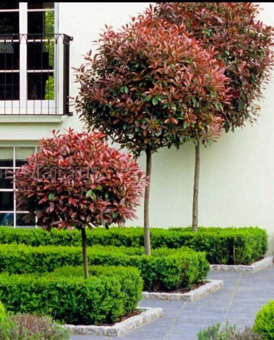 Фотиния (Photinia) – декоративна вечнозелена щамба