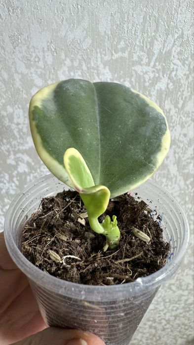 Хойя Пахиклада Альба