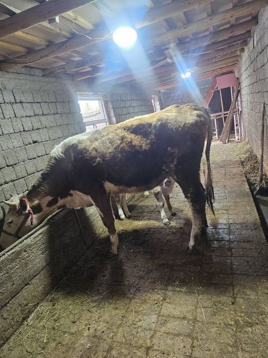 Она бола сментал .. Гонажин гибрит сментал сотилади соглом гарантия