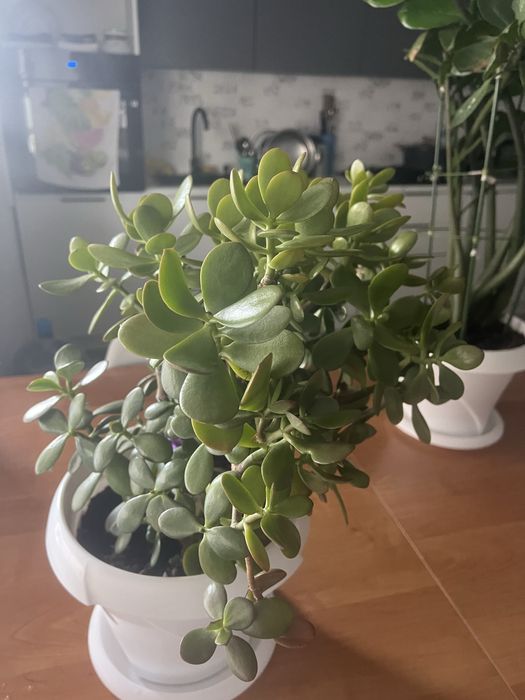 Цветы комнатные большие